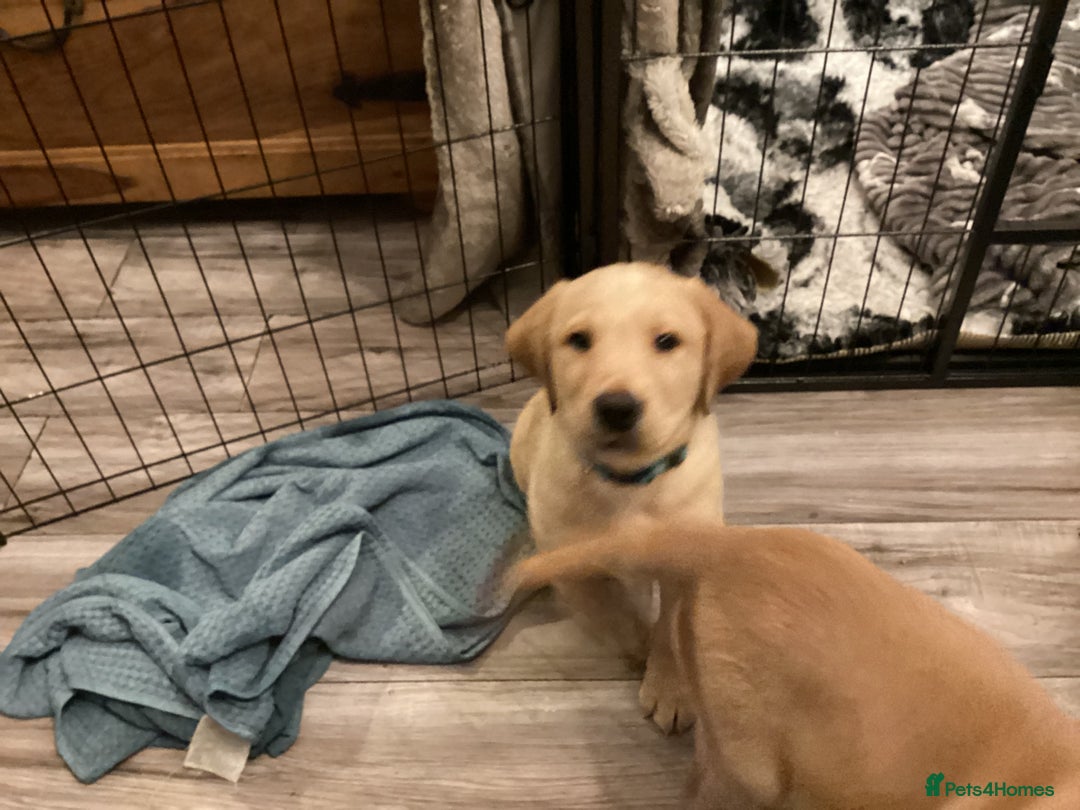 Labrador Retriever dogs for sale: LABRADOR PUPPIES  - Advert 2