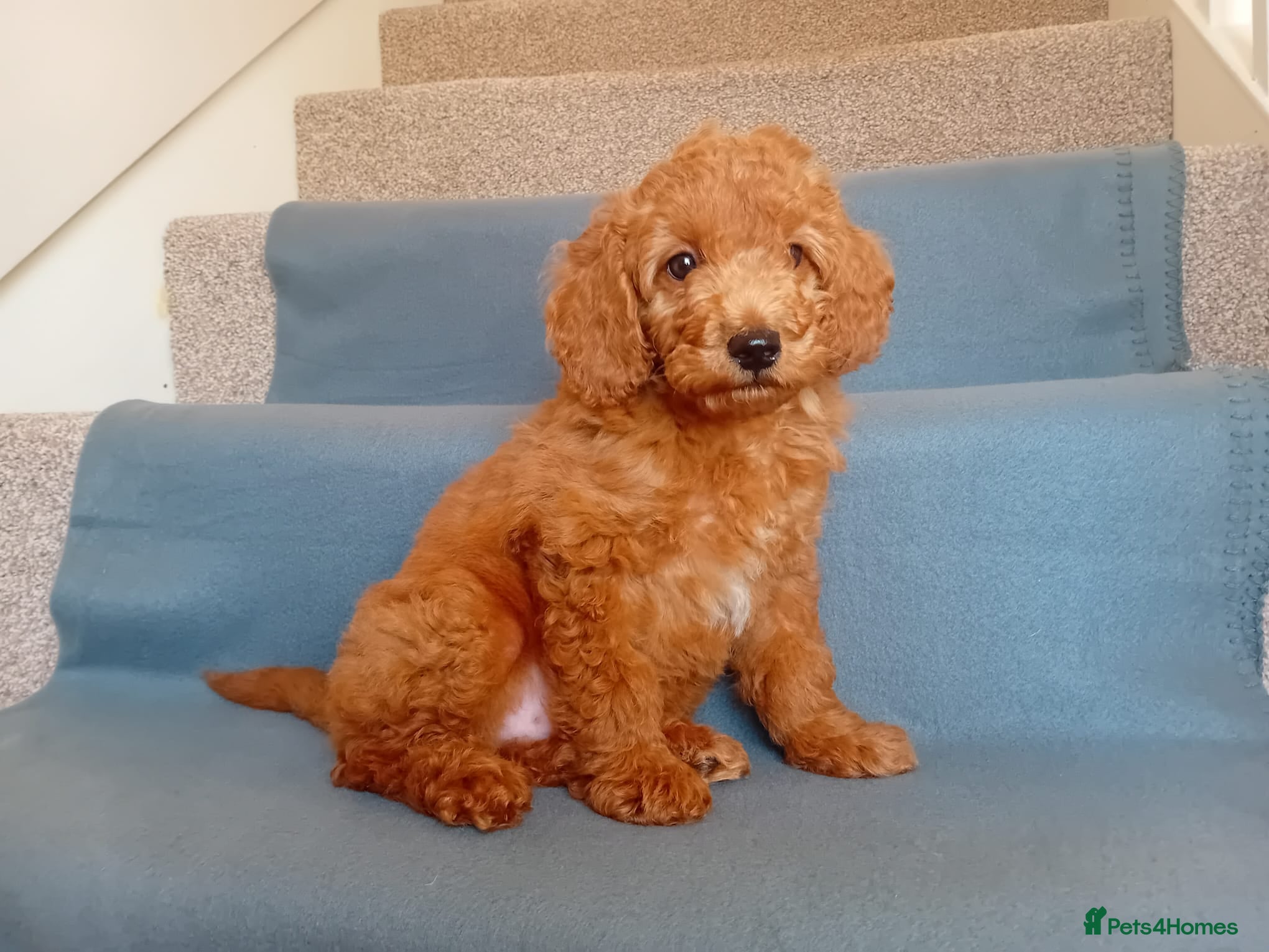 Goldendoodle dogs Gorgeous Red Goldendoodle puppy - Advert 1