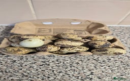 Quail poultry for sale: 🌟 Adult Quails for Sale! 🌟 - Image 16