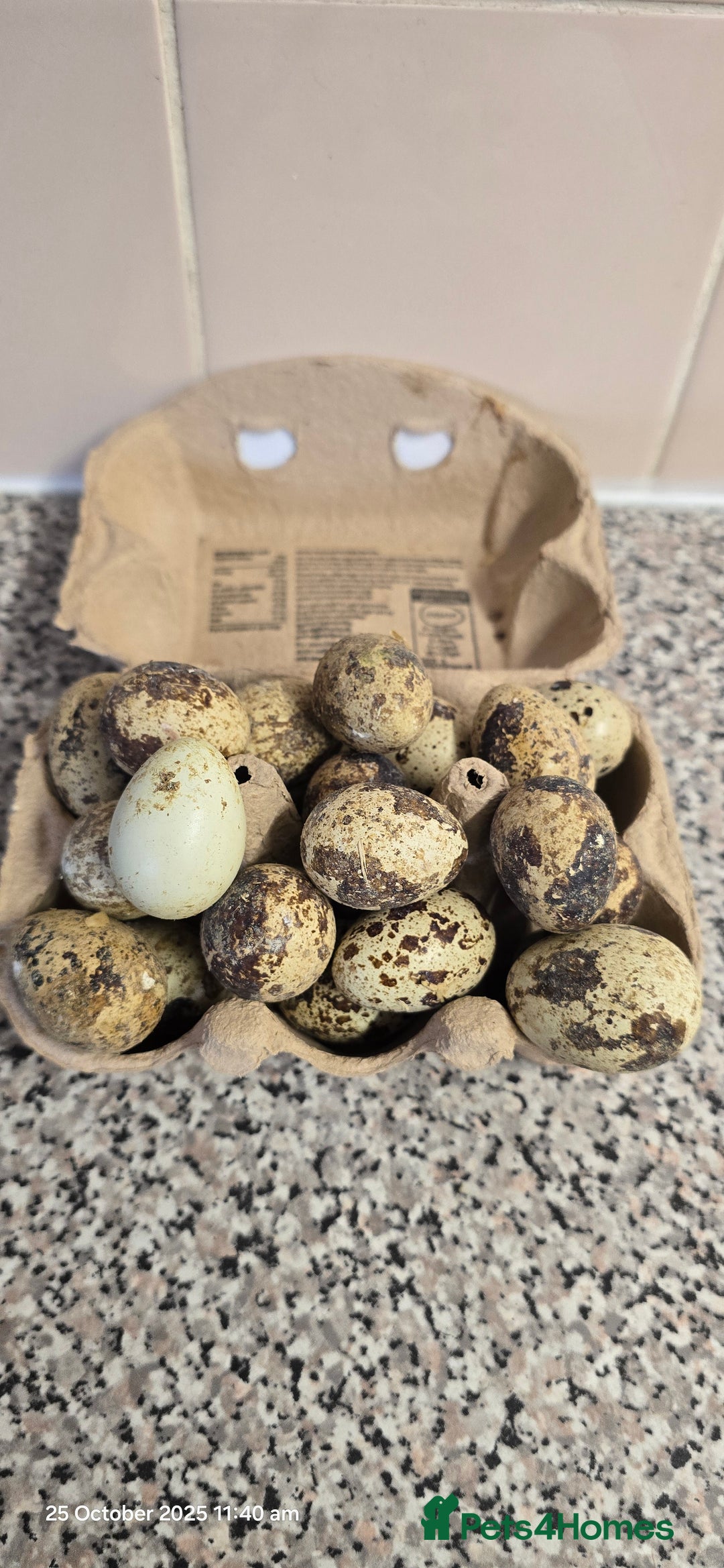 Quail poultry for sale: 🌟 Adult Quails for Sale! 🌟 - Image 16