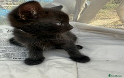 Mixed Breed cats for sale: Litter of Kittens For Sale - only 1 Male left in Dunstable - Image 28