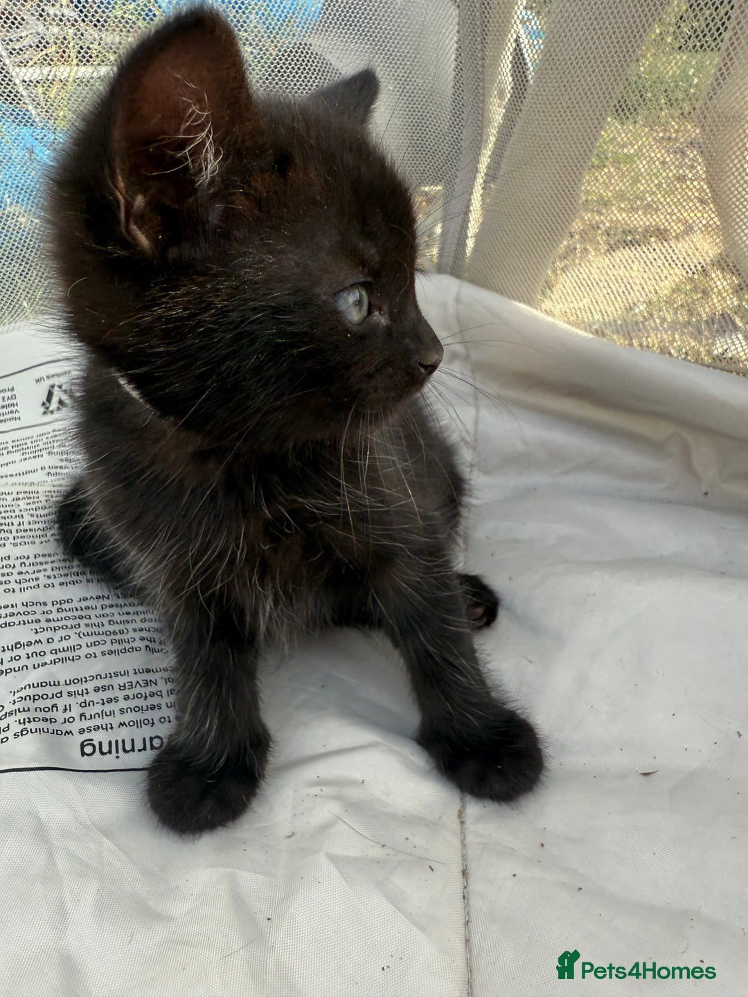 Mixed Breed cats for sale: Litter of Kittens For Sale - only 1 Male left in Dunstable - Image 28