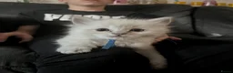 Ragdoll cats for sale: TICA registered pedigree Ragdoll kittens - Advert 28