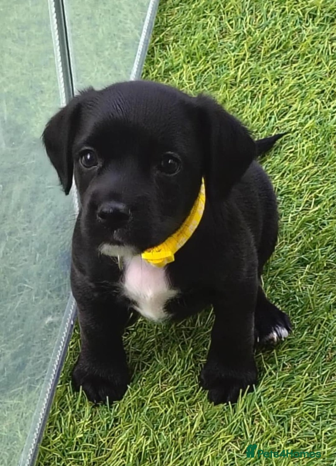 Mixed Breed dogs for sale: READY!! Sprocker jack pups + free bag in Hereford - Image 26