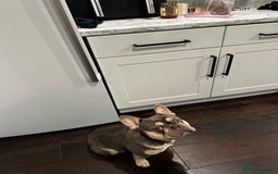 French Bulldog dogs for sale: Adorable 1-Year-Old French Bulldog – KC Registered - Image 3