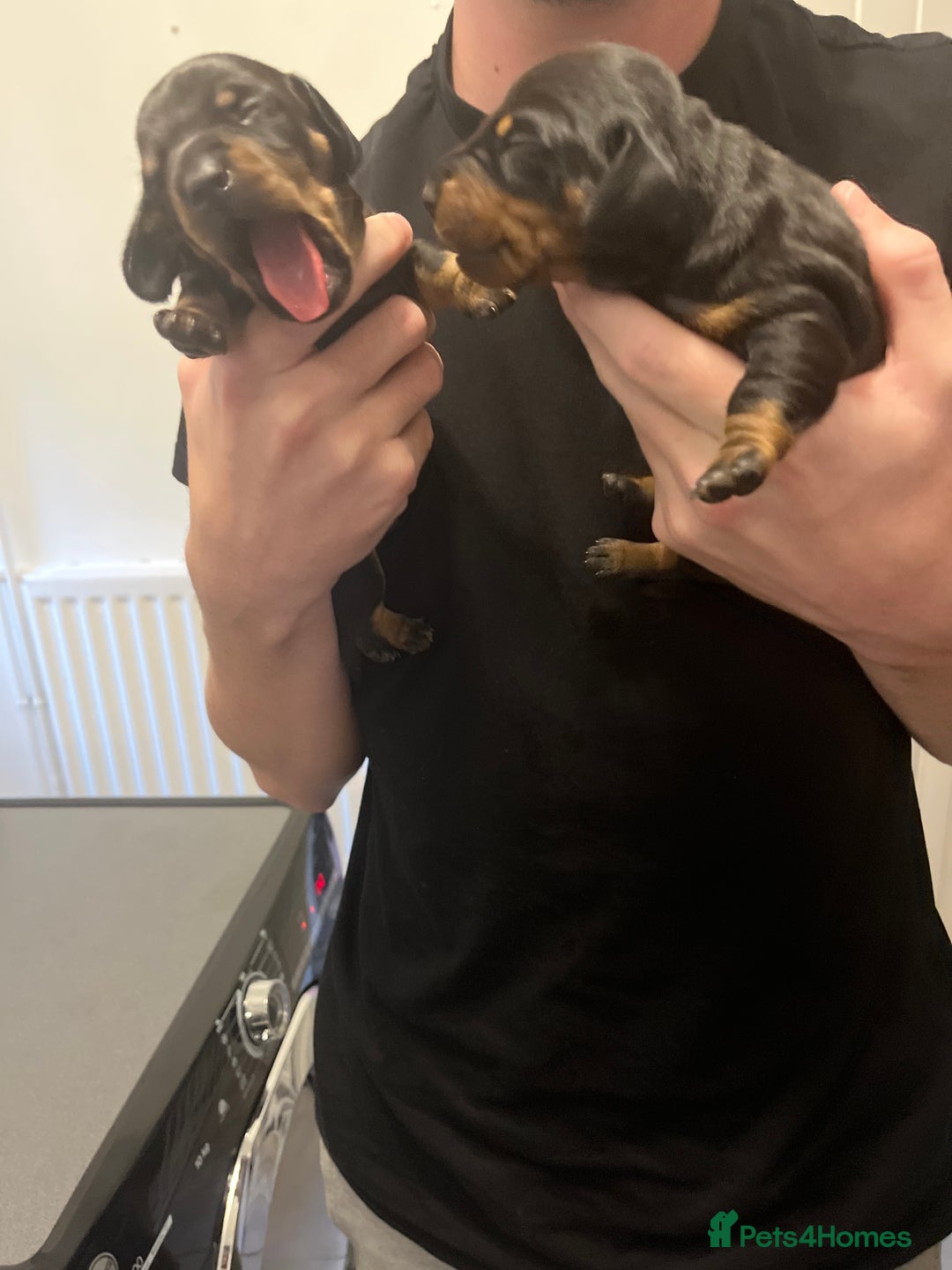 Dachshund dogs for sale: Dachshund pups  - Image 2