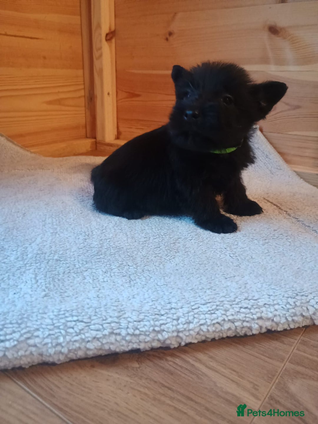 Mixed Breed dogs for sale: Scottish terrier x miniature schnauzer  - Advert 4