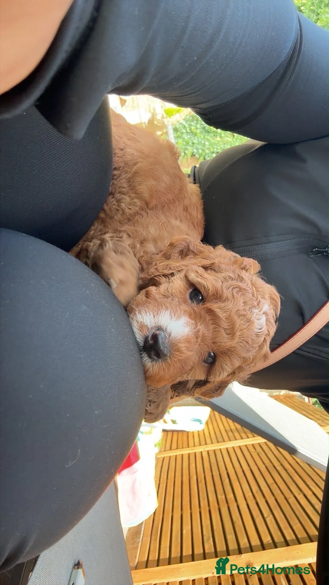 Cockapoo dogs for sale: Cockapoo two girls for sale  in Uxbridge - Advert 6