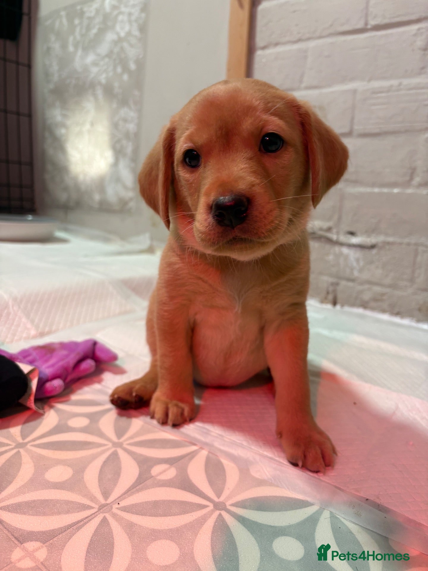 Labrador Retriever dogs for sale: 1 girl perfect Labrador pup left!  - Advert 10