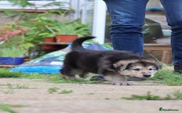 German Shepherd dogs for sale: Adorable GSD pups, straight back line, KC reg - Image 33