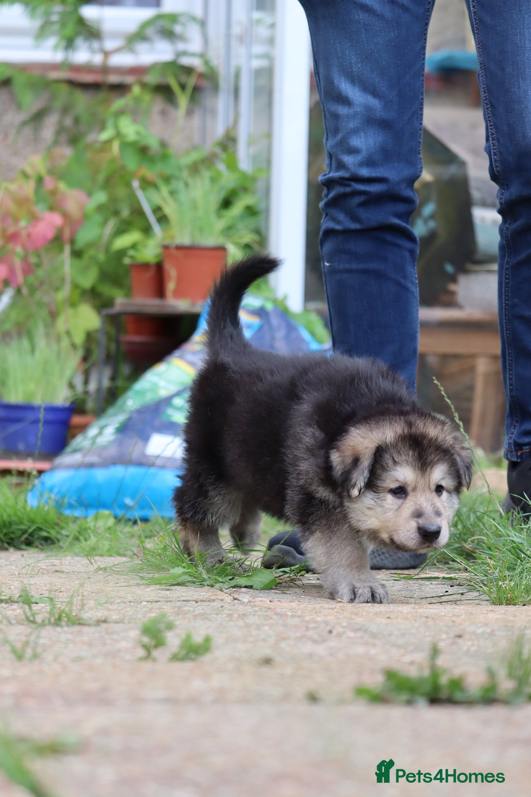 German Shepherd dogs for sale: Adorable GSD pups, straight back line, KC reg - Image 33