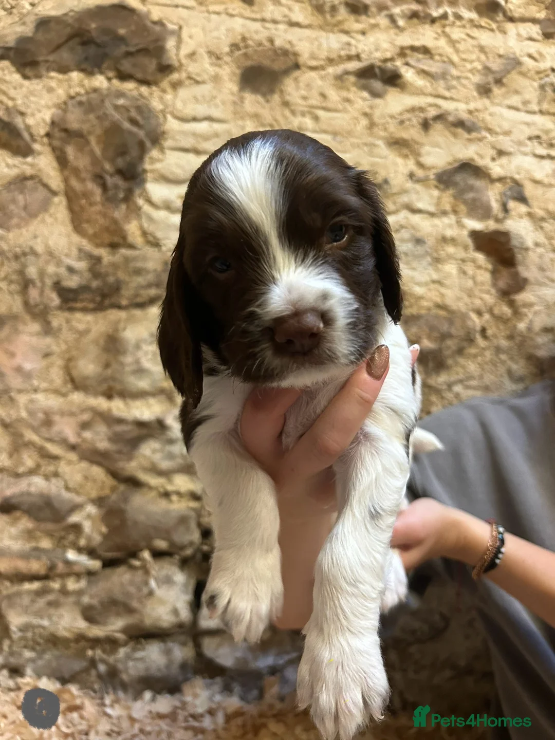 English Springer Spaniel dogs for sale:  Beautiful Pedigree springer spaniels  - Advert 11