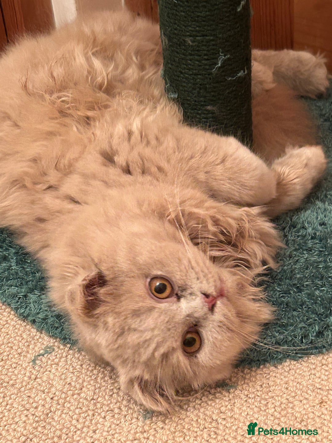 Scottish Fold cats for sale: 🩷Scottish fold kitten One Available 🩷 - Advert 3