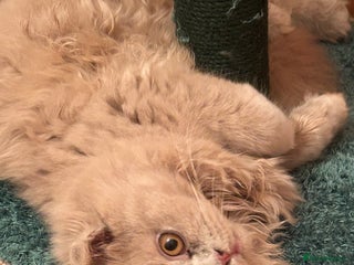 Scottish Fold cats 🩷Scottish fold kittens Ready Now 🩷 - Advert 7