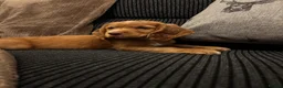 Cocker Spaniel dogs for sale: Stunning Cocker spaniel pups  in Scunthorpe - Advert 5