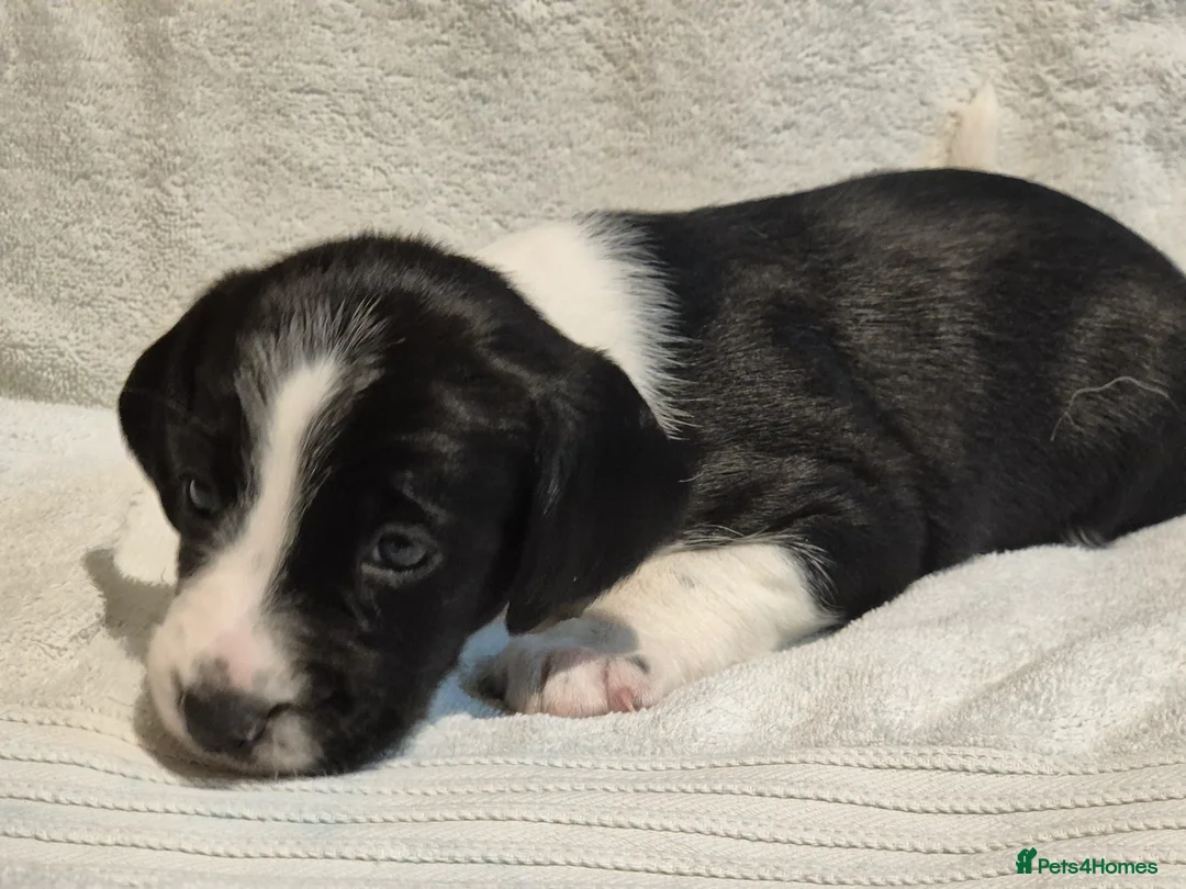 Sprollie dogs for sale: 3/4 Springer Spaniel Puppies - Sprollies - Advert 14