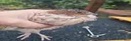 Quail poultry for sale: Trio of quail females laying - Advert 2