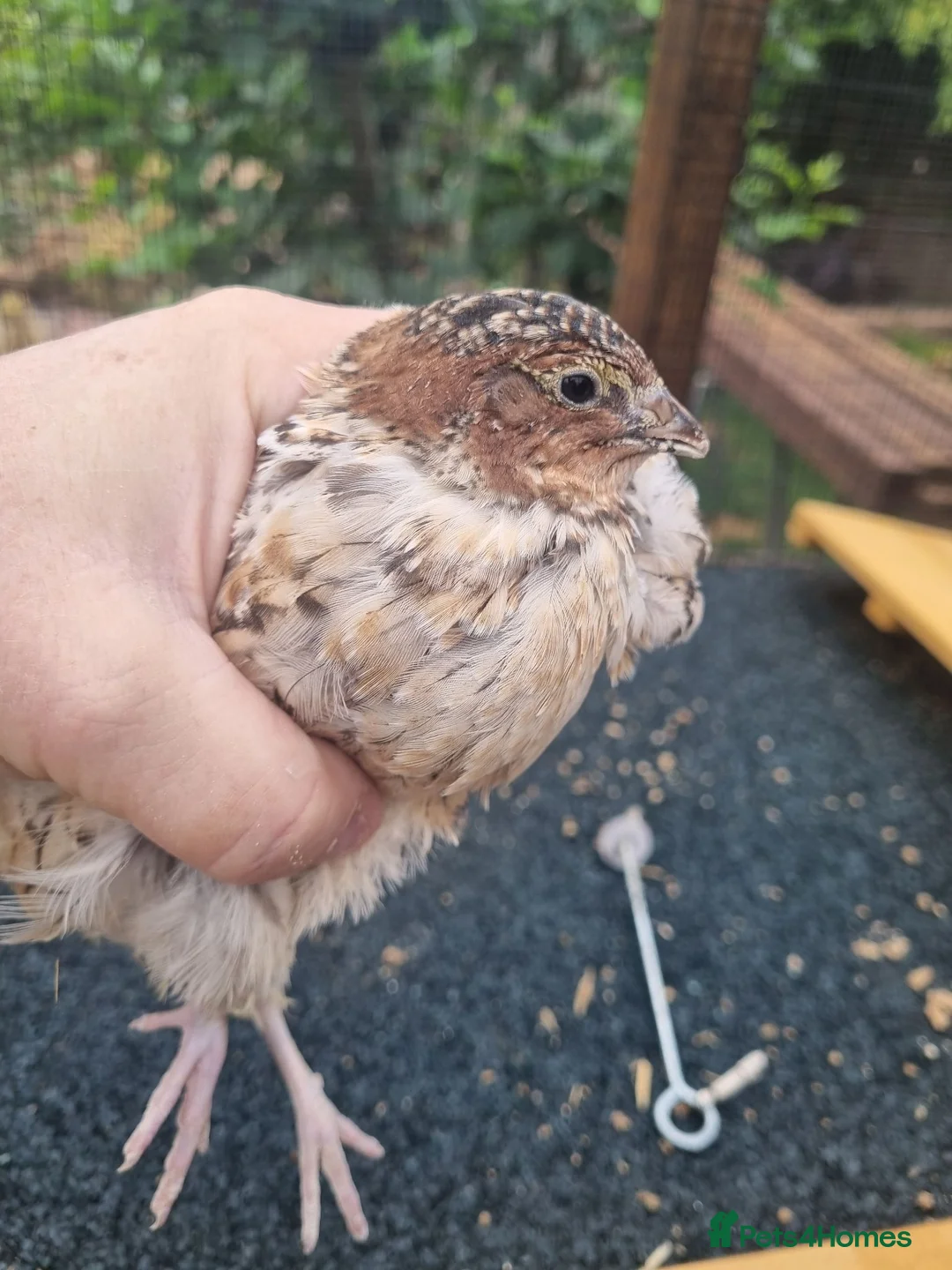 Quail poultry for sale: Trio of quail females laying - Advert 2