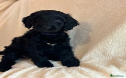 Cockapoo dogs for sale: Ready now and complete health check ❤️ - Image 8