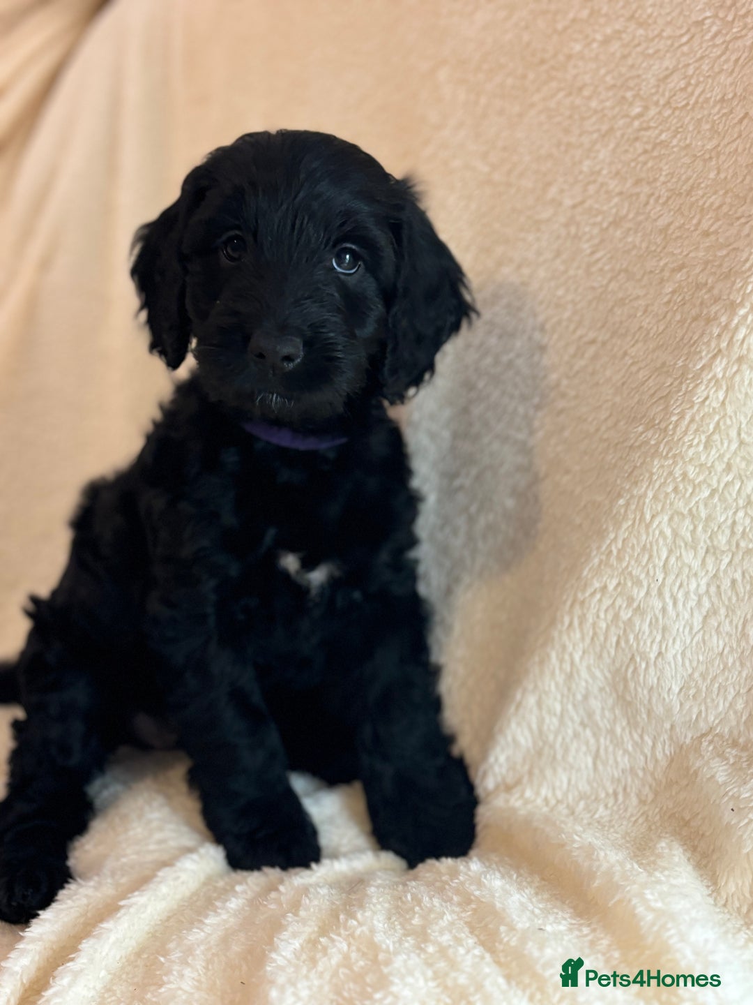 Cockapoo dogs for sale: Ready now and complete health check ❤️ - Image 8