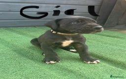 Great Dane dogs for sale: Highest health tested GD pups uk - Image 6