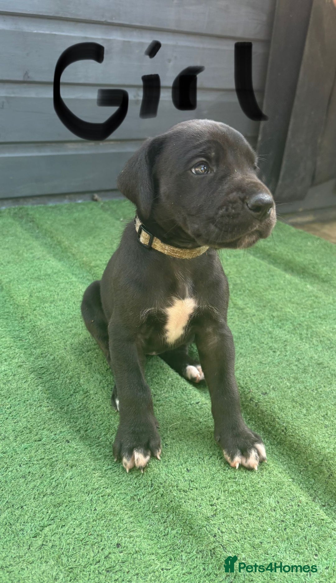 Great Dane dogs for sale: Highest health tested GD pups uk - Image 6