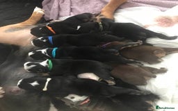 Olde English Bulldogge dogs for sale: Olde english bulldogge puppies  - Advert 6