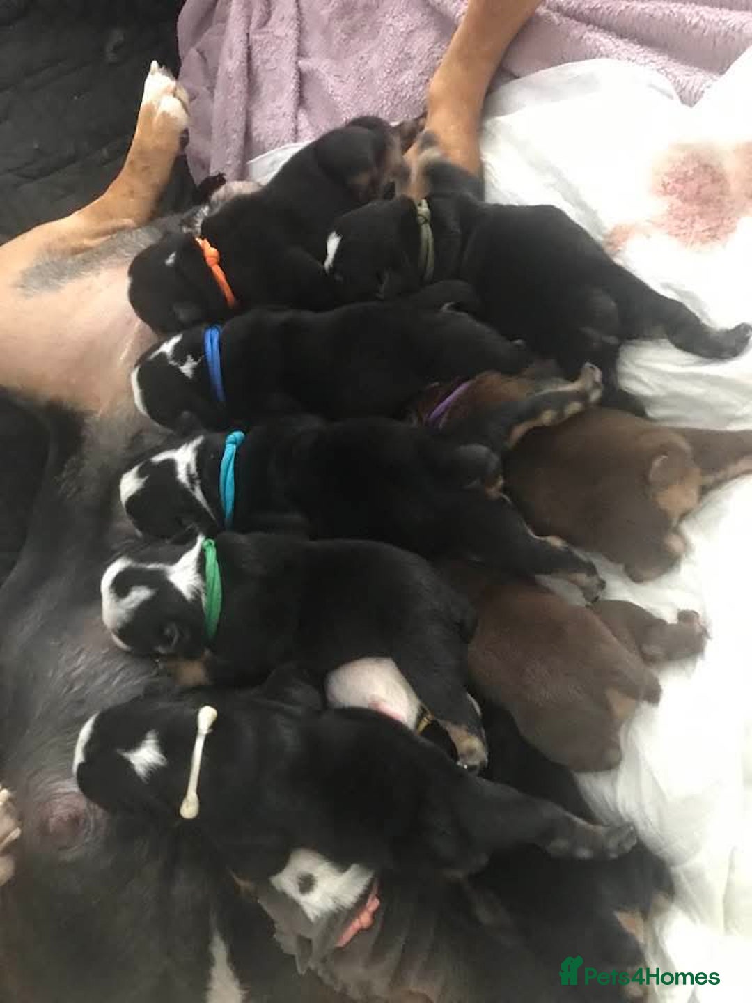 Olde English Bulldogge dogs for sale: Olde english bulldogge puppies  - Advert 6