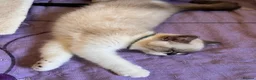 Mixed Breed cats for sale: Adorable Ragdoll cross kitten - Advert 5