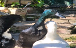 Ducks poultry for sale: 2 female and 1 male Ducks  - Image 3