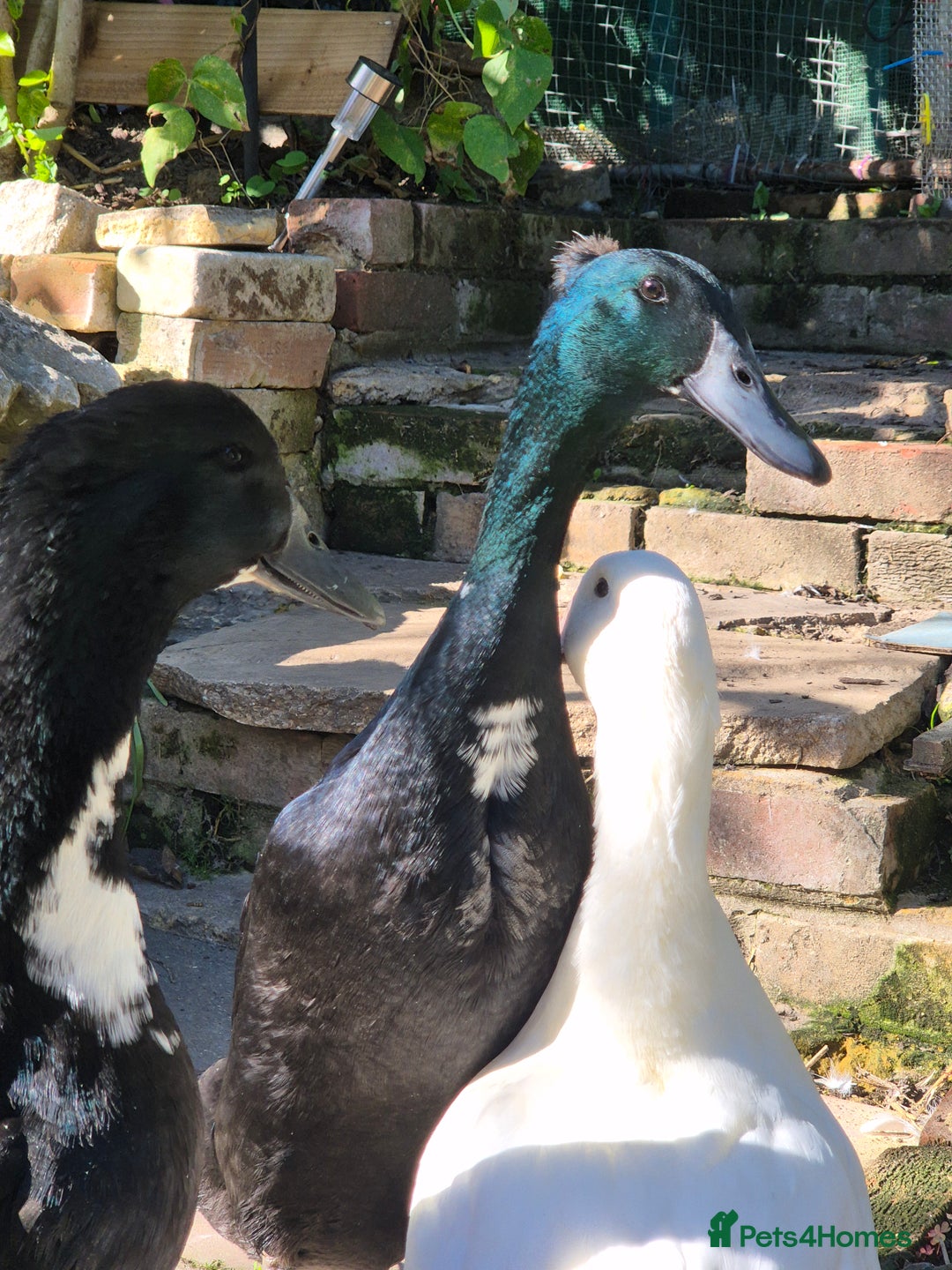 Ducks poultry for sale: 2 female and 1 male Ducks  - Image 3