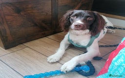 English Springer Spaniel dogs for adoption: 💙🐶 ARLO 🐶💙 - Image 5