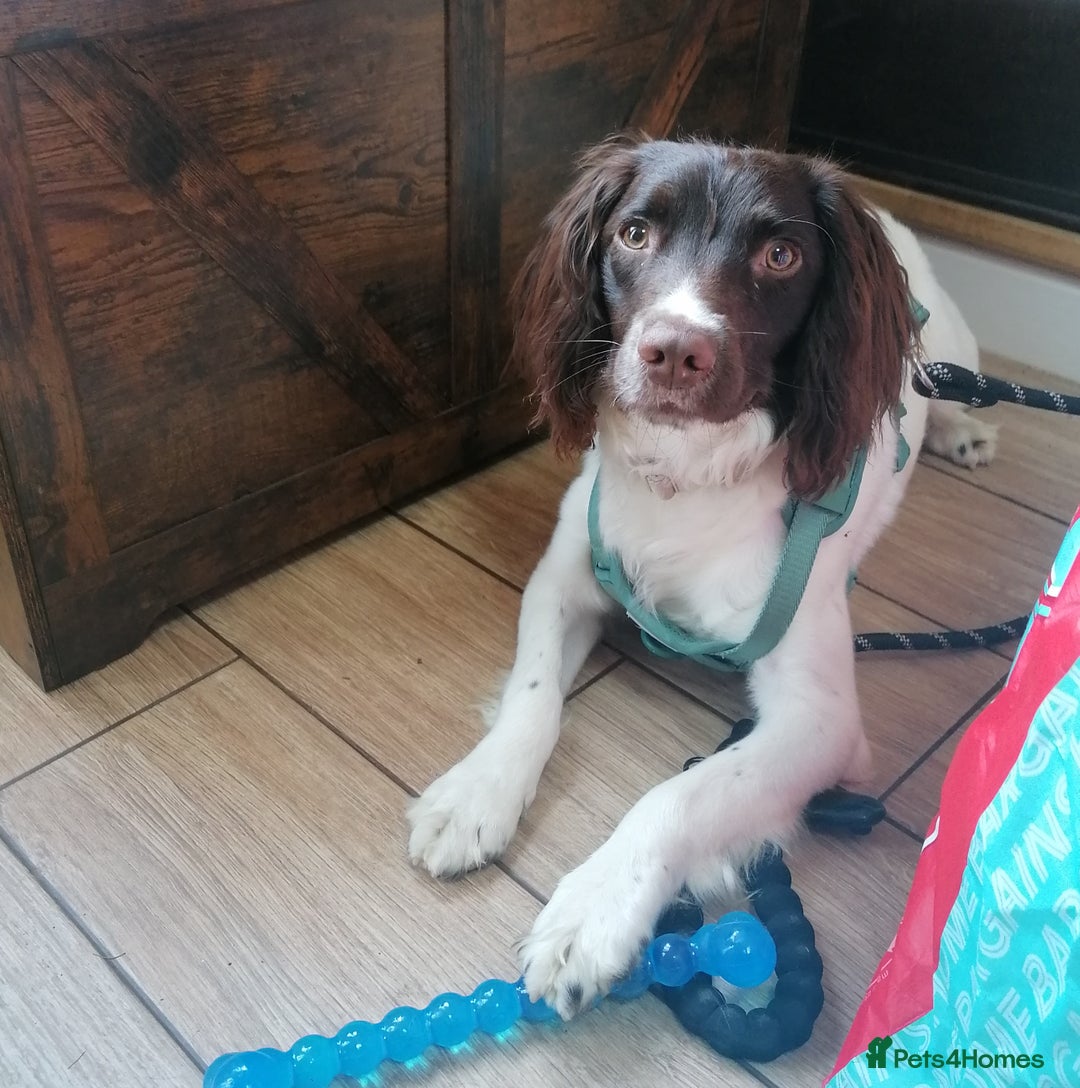 English Springer Spaniel dogs for adoption: 💙🐶 ARLO 🐶💙 - Image 5