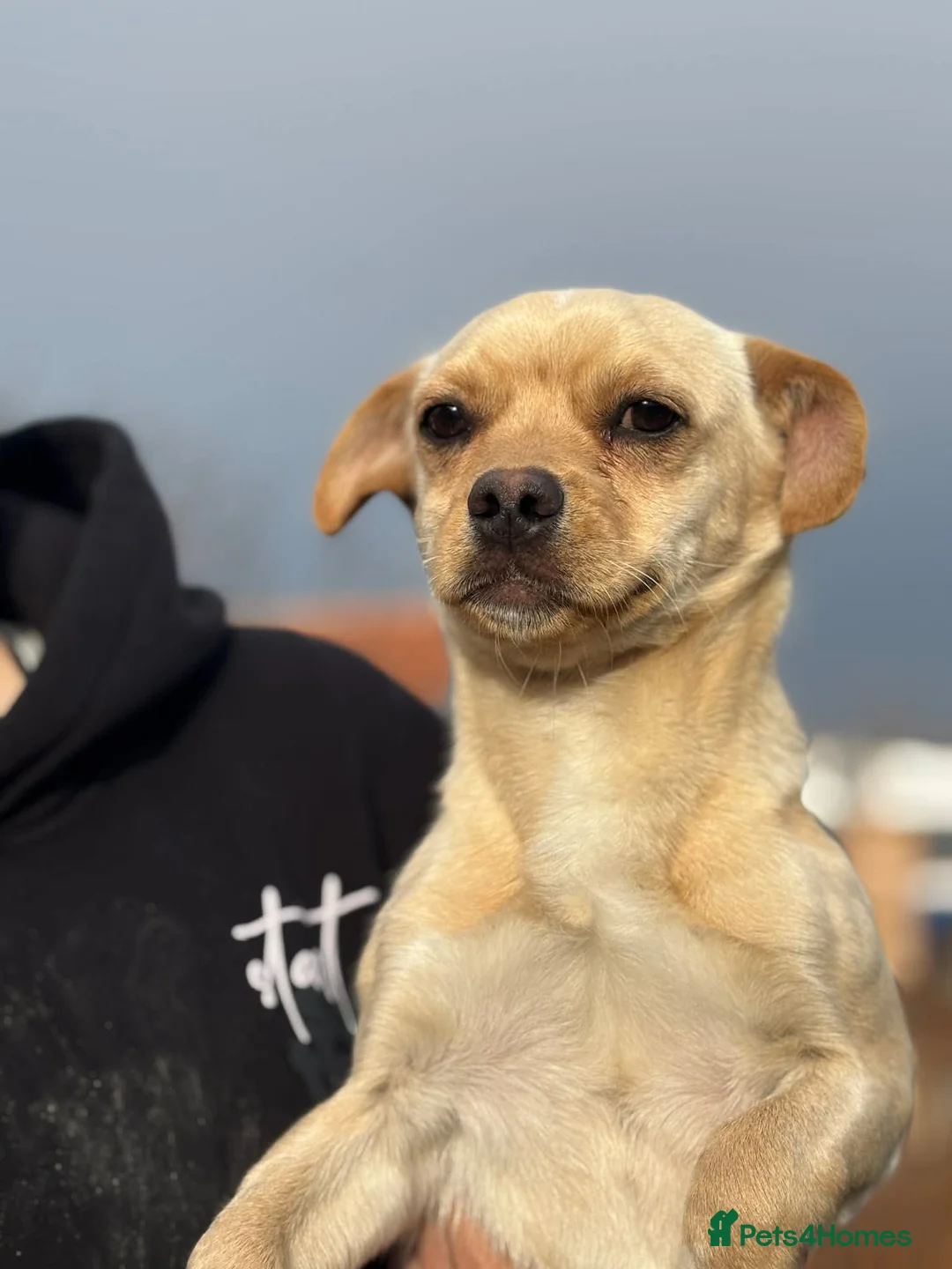 Mixed Breed dogs for adoption: BUDDY - Advert 2