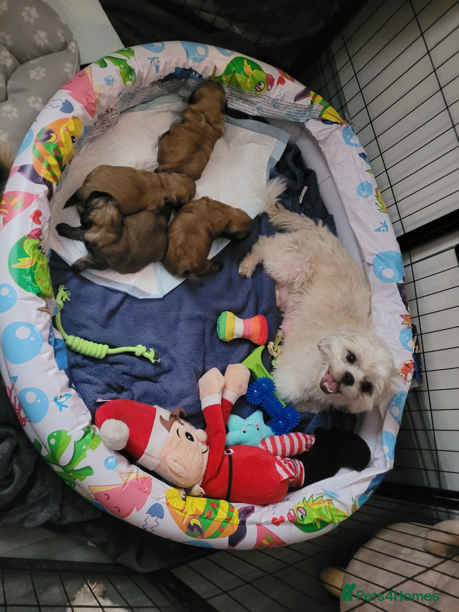 Shih Tzu dogs for sale: 2 beautiful boys ready for New home from Wednesday - Advert 4