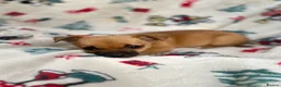 Mixed Breed dogs for sale: Jack Russell/ Yorkshire terrier puppy’s  in Pontypool - Advert 36