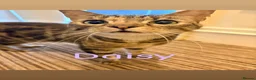 Mixed Breed cats for sale: URGENT! 5 cats need rehoming (together all bonded) - Advert 12
