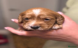 Sprocker dogs for sale: Beautiful Sprockers - Image 7