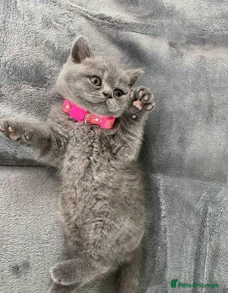 British Shorthair cats  beautiful british shorthair  kittens 🐾 - Advert 7