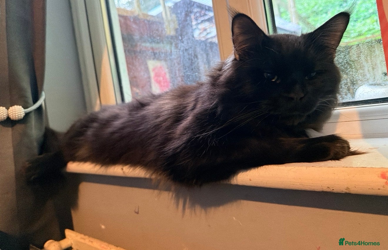 Maine Coon cats 18 month old Maine coon male  - Advert 1