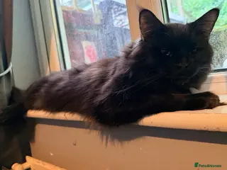 Maine Coon cats 18 month old Maine coon male - Advert 1