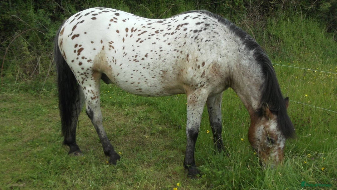 Appaloosa horses for sale: 14 hand spotted gelding - Image 1