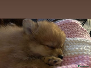 Pomeranian dogs Pomeranian puppies - Advert 2