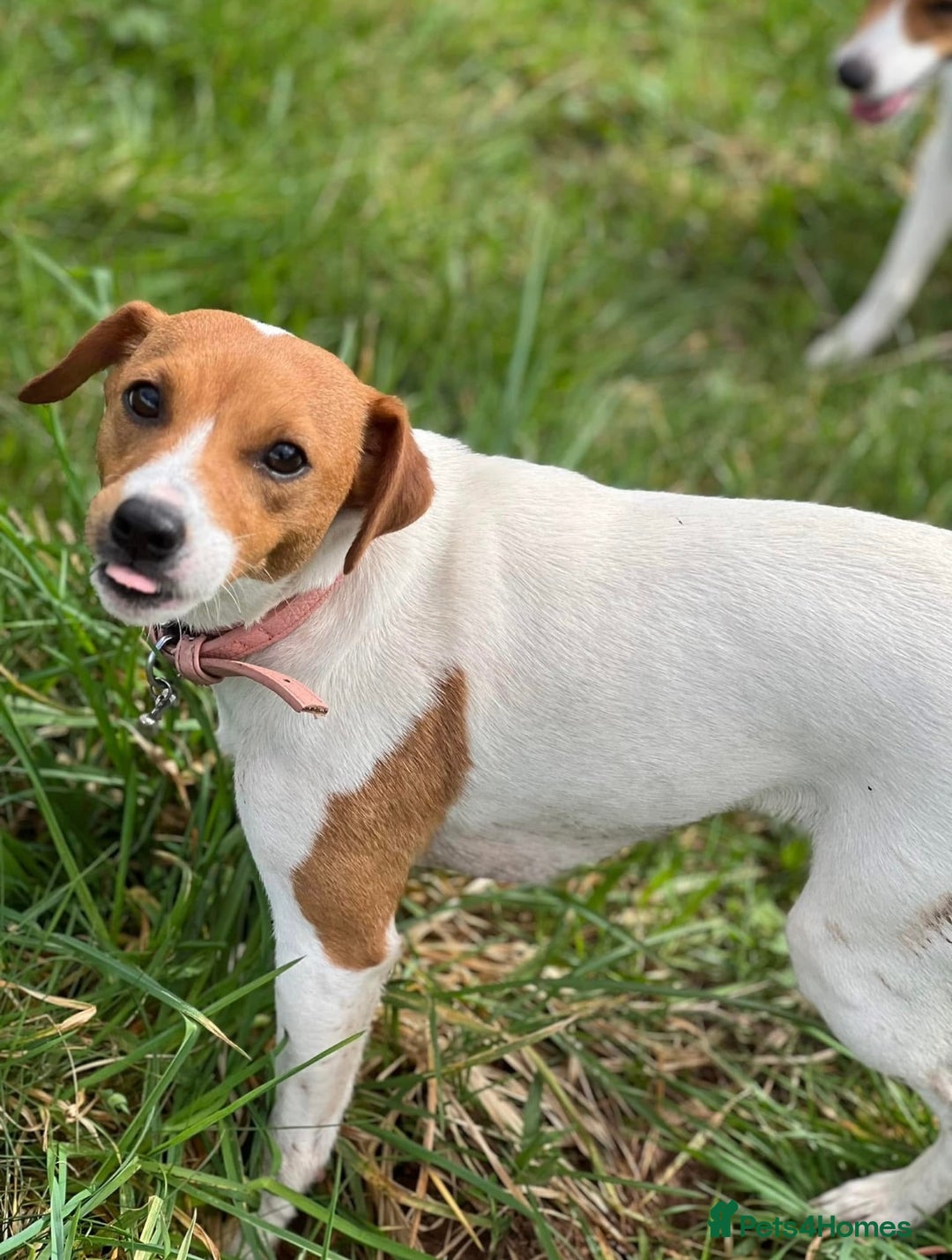 Jack Russell dogs for sale: Rehome  - Image 5