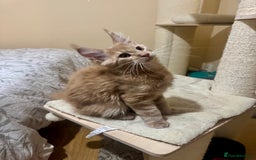 Maine Coon cats for sale: Last Ginger Boy Pure Mainecoon! - Image 22