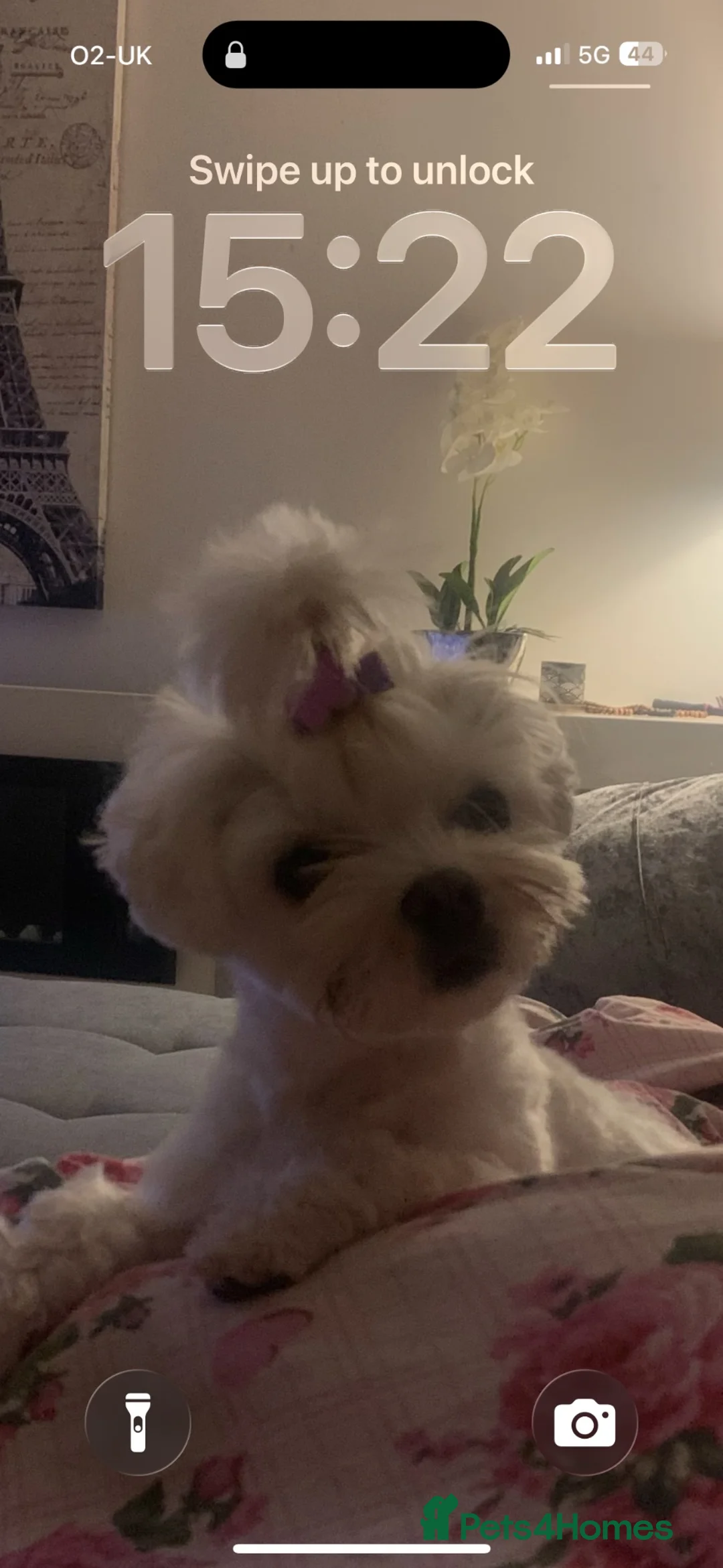 Maltese dogs for sale: KC Maltese Boy  in West Calder - Advert 3