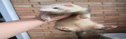 Ferret rodents for sale: 10 week old kits - Advert 13