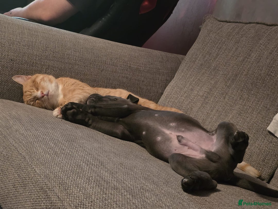 Mixed Breed dogs for sale: Loki  - Advert 1