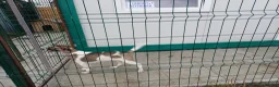 Mixed Breed dogs for adoption: 💔 GISELLE - A Lovely Girl for a Loving HOME ❤️ in Nottingham - Advert 31