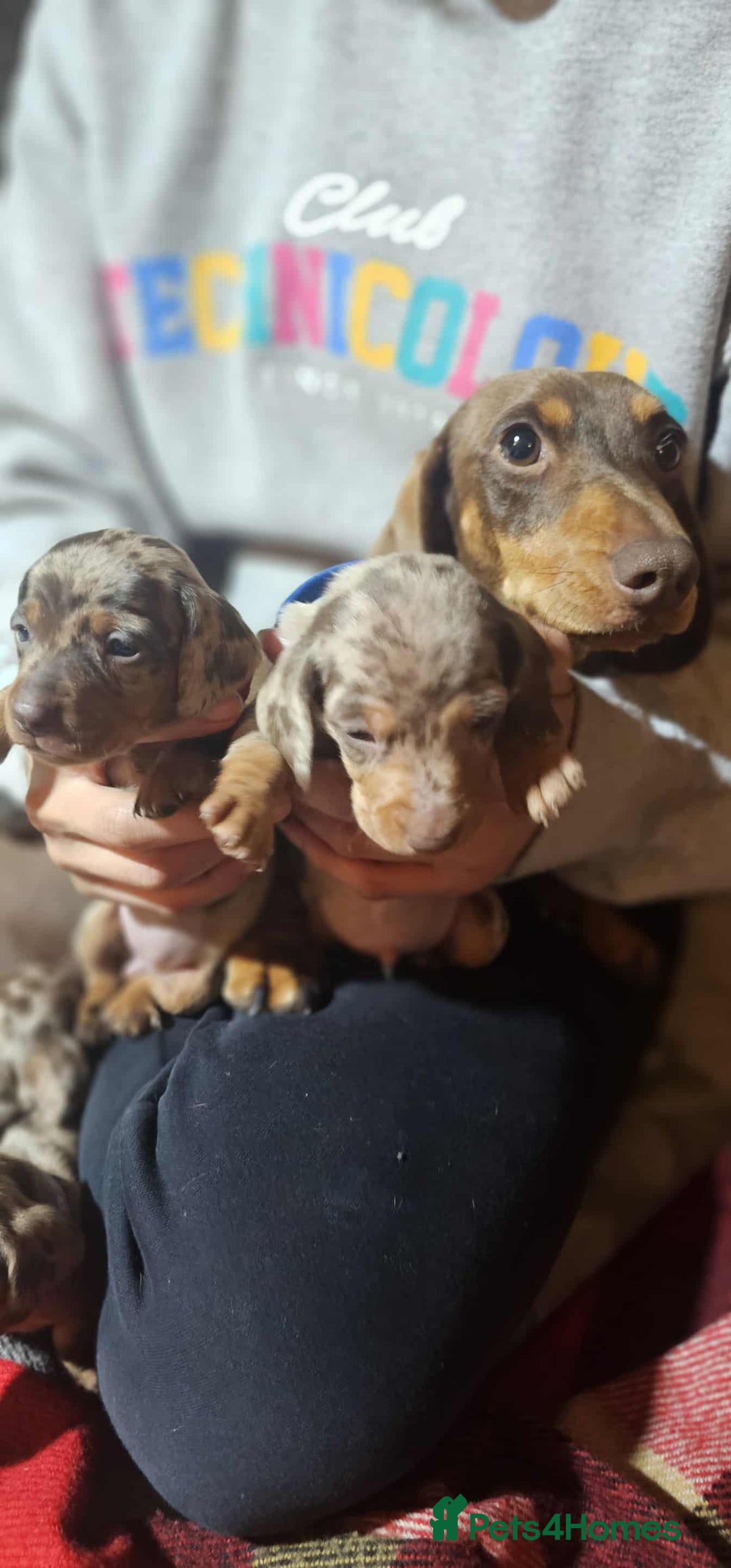 Miniature Dachshund dogs for sale: KC Mini Dachshund Dapple Girls & Boys and Tan Boy - Image 10